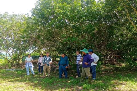 Đoàn công tác phường Bồng Sơn khảo sát các diện tích đất chuyển đổi cơ cấu cây trồng đồng thời tham quan đánh giá các mô hình kinh tế trên địa bàn phường.